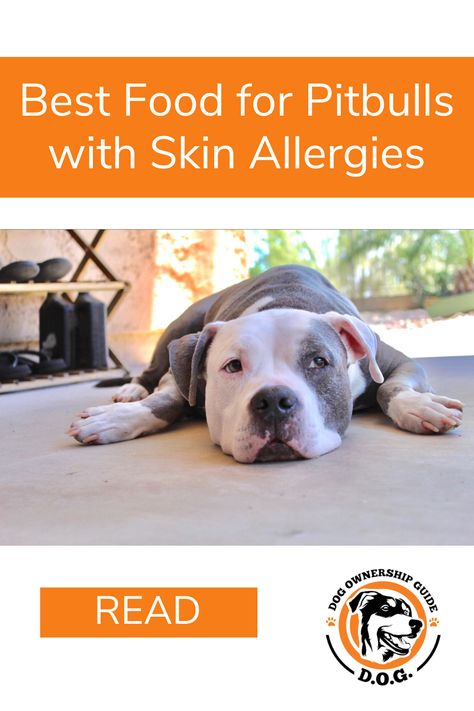 Best Dog Food For Pitbulls, Pitbull Skin Problems, Homemade Dog Food For Skin Allergies, Home Made Dog Food For Skin Allergies, Raw Dog Food Diet Recipes, Diy Raw Dog Food, Dog Raw Food Diet, Dog Food For Skin Allergies, Pitbull Food