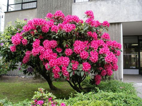 Pink Rhododendron Bush, Vancouver, B.C.                                                 .. Pink Rhododendron, Rhododendron Purple, Rhododendron Yakushimanum, Catawba Rhododendron, Azalea Bush, Rhododendron Roseum Elegans, Garden Center Displays, Vertical Garden Wall, Garden Veggies