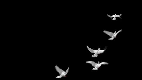 White pigeon bird flying animation transparent channel#pikbest# Bird Flying Animation, White Birds Flying, Chim Bay, Flying Animation, Fly Gif, Bicycle Wallpaper, Flying Banner, White Pigeon, Pigeon Bird