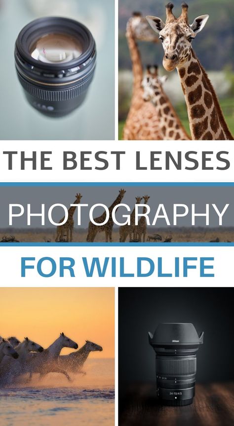 Best Camera For Nature Photography, Photography Lenses Canon, Wildlife Photography Camera, Camera Lens Guide, Beginner Photography Camera, Zoo Photography, Travel Safari, Wildlife Photography Tips, Safari Photography