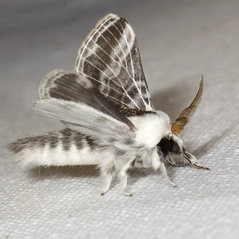 Large Tolype Moth - Hodges#7670 - Tolype velleda Large Tolype Moth, Tolype Moth, Fluffy Moths, Cute Moths, Poodle Moth, Bombyx Mori, Colorful Moths, Cute Moth, Cool Bugs