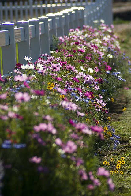 Small Backyard Flower Garden, Cottage Garden Design, Cottage Garden Plants, White Picket Fence, Cut Flower Garden, Wildflower Garden, Garden Borders, Picket Fence, Gorgeous Gardens