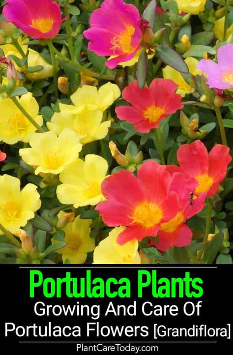 Portulaca Plant: Growing And Care Of Portulaca Flowers [Grandiflora Portaluca Flowers, Portulaca Flowers Ideas, Purslane Flowers, Landscape Planters, Portulaca Flowers, Portulaca Grandiflora, Basket Plant, Flower Pot Design, Moss Rose