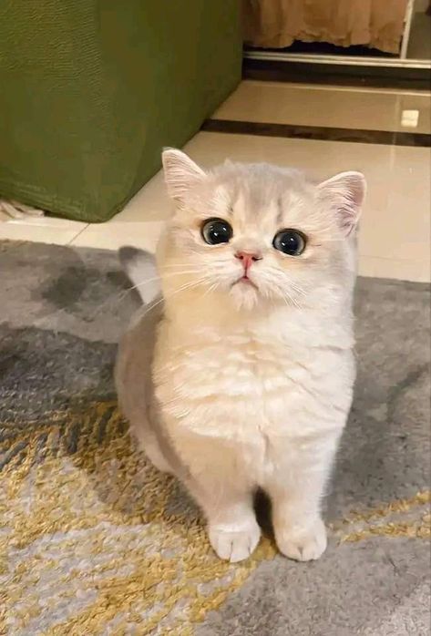 Gato Munchkin, British Short Hair, Munchkin Cat, Image Chat, Cute Little Kittens, Cute Cats Photos, Funny Cute Cats, Cute Cats And Dogs