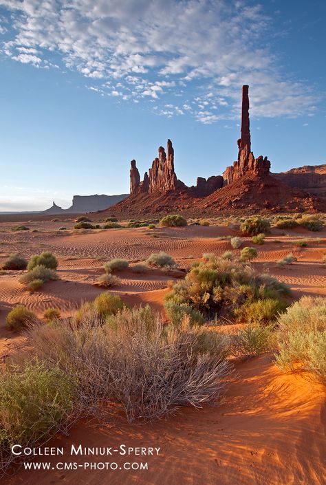 Arizona Photography, Arizona Landscape, Desert Environment, Desert Life, Wild Forest, Scenic Photos, Photography Workshops, Landscape Pictures, Desert Landscaping