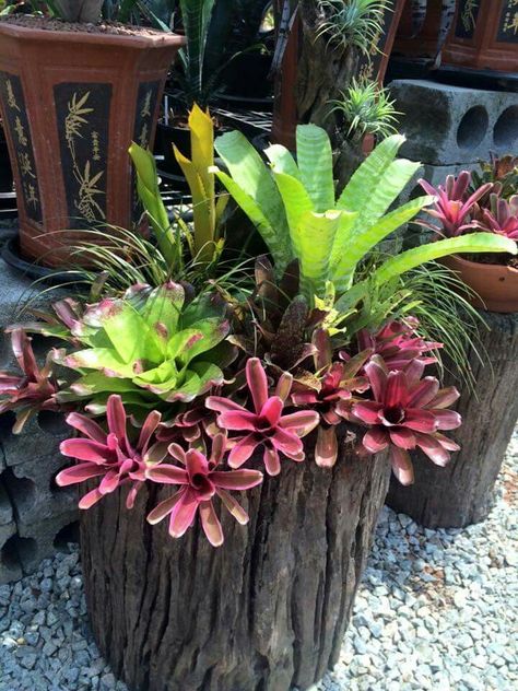 Pink and Green Bromeliad Arrangement Bromeliads Garden, Bromeliads Landscaping, Succulent Landscape Design, Tropical Garden Design, Succulent Garden Design, Succulent Landscaping, Succulent Gardening, Garden Containers, Tree Stump