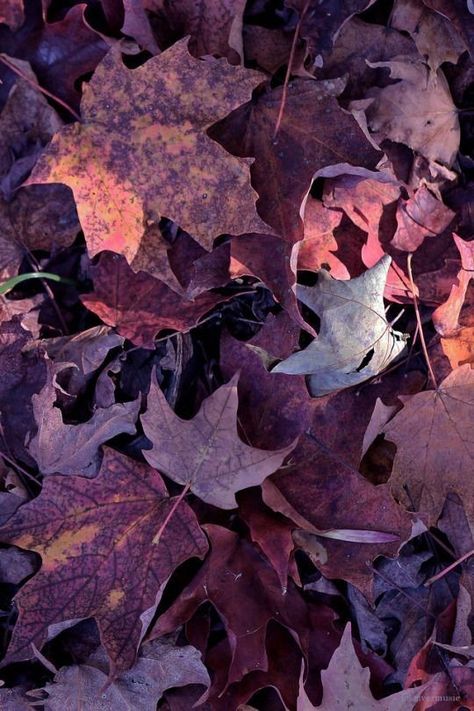 Front Yard Flower Bed, Fall Purple, Red Autumn, Fall Background, Dark Autumn, Steps To Success, Dark Winter, Aesthetic Colors, Flower Bed