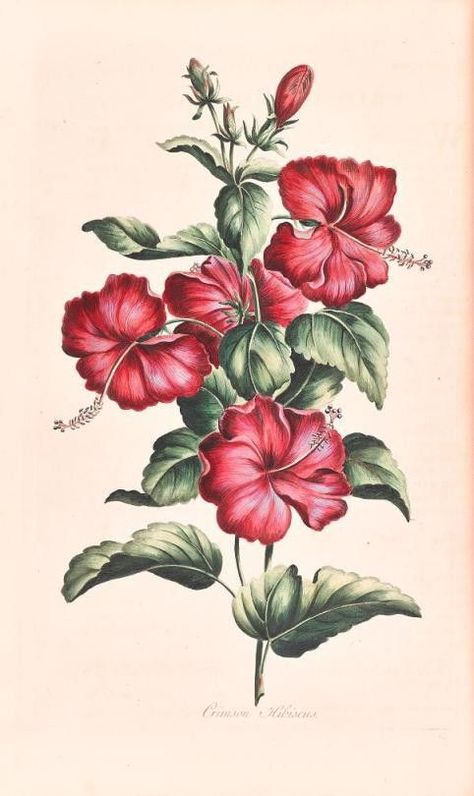 Hibiscus  botanical 1759 Floral Illustration Vintage, John Hill, Printable Flowers, Botanical Illustration Vintage, Botanical Illustrations, Floral Image, Botanical Drawings, Plant Illustration, Digital Flowers