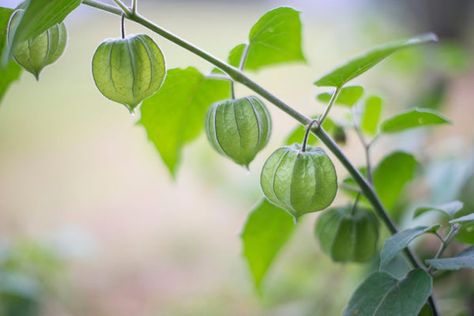 How To Grow – Bonnie Plants Growing Tomatillos, Tomatillo Plant, Growing Okra, Ground Cherry, Cherry Plant, Growing Pineapple, Cape Gooseberry, Growing Corn, Sage Plant