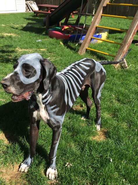 GOLIATH - Great Dane- Halloween costume- skeleton face paint Great Dane Costume, Dog Skeleton Costume, Skeleton Face Paint, Puppy Halloween Costumes, Dog Skeleton Halloween, Costumes For Dogs, Skeleton Face, Skeleton Halloween Costume, Dog Skeleton