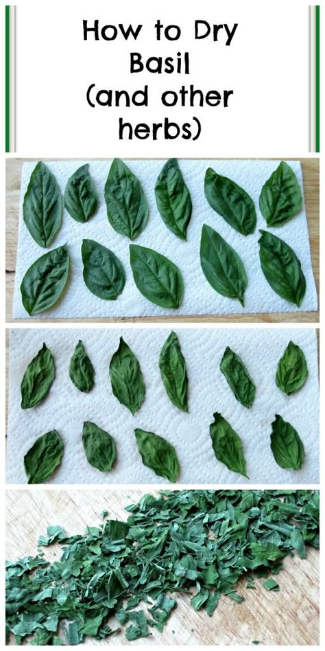 How to Dry Basil (and other herbs) + Recipes with Basil Dry Basil, Preserving Herbs, Basil Recipes, Herb Recipes, Dehydrated Food, Garden Recipes, Spices And Herbs, Dehydrator Recipes, Growing Herbs