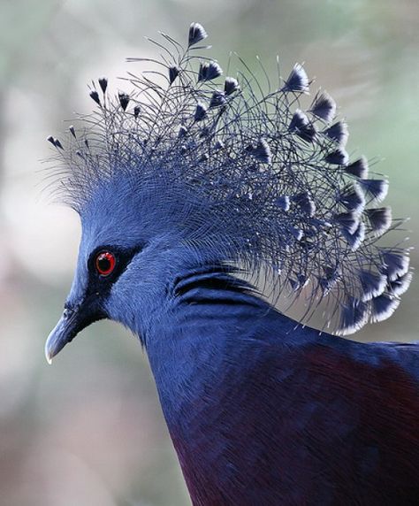 Victoria Crowned Pigeon, Crested Pigeon, Crowned Pigeon, Feathered Dinosaurs, Flamingo Photo, Pigeon Breeds, Bird Wings, Kinds Of Birds, Blue Birds