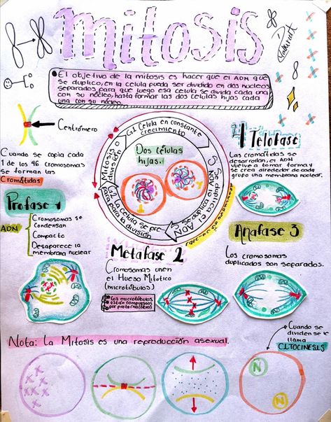 Mitosis Y Meiosis, Biology Projects, Cell Cycle, Molecular Biology, School Help, Summer Projects, Bullet Journal Doodles, Journal Doodles, Mind Map