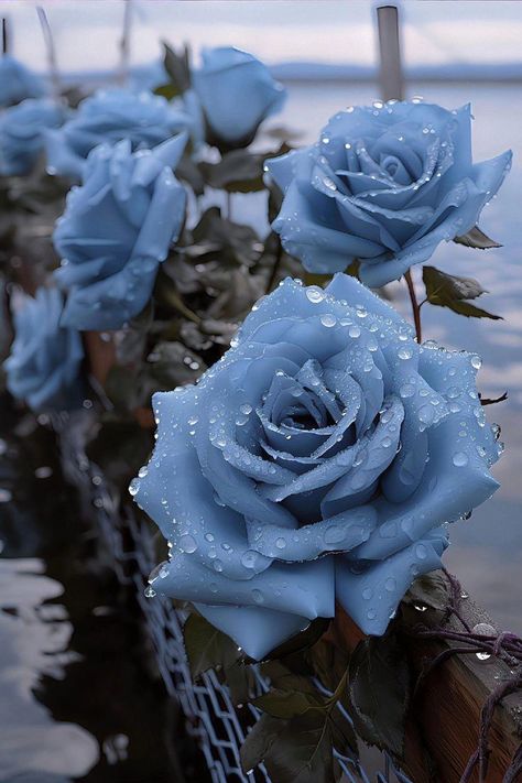 Fleurs Art Nouveau, Pretty Flowers Pictures, Blue Flowers Bouquet, Blue Roses Wallpaper, Luxury Flower Bouquets, Blue Flower Wallpaper, Light Blue Roses, Roses Art, Pretty Wallpapers Tumblr