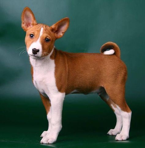 The Basenji dog is the only dog that is not able to bark. Basenji Puppy, Tatoo Dog, Hypoallergenic Dog Breed, Basenji Dogs, Dogs Stuff, Dogs Breeds, Central Africa, About Dogs, Hunting Dog