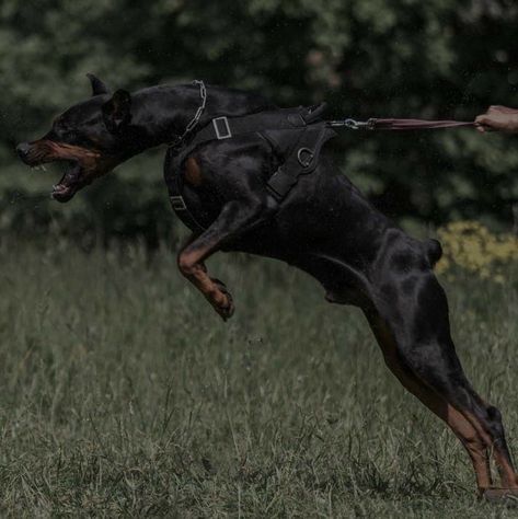 Doberman Poodle Cross, Doberman Pinscher Protection, Doberman Protection, Doberman Aesthetic, Funny Pet Costumes, European Doberman, Protection Dogs, Big Dog Breeds, Scary Dogs