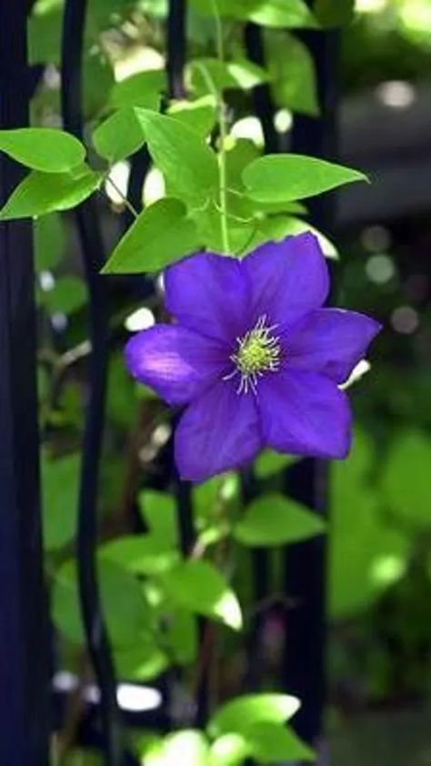 How to prune clematis -- know your Groups 1, 2 and 3 Clematis Plants, Master Gardener, Climbing Vines, Garden Yard Ideas, Flowering Vines, Spring Blooms, Butterfly Garden, New Growth, Early Spring