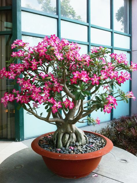 Adenium Bonsai, Rose Bonsai, Desert Rose Plant, Plant Tips, Bonsai Seeds, Adenium Obesum, Sunflower Nails, Rose Plant, Pink Desert