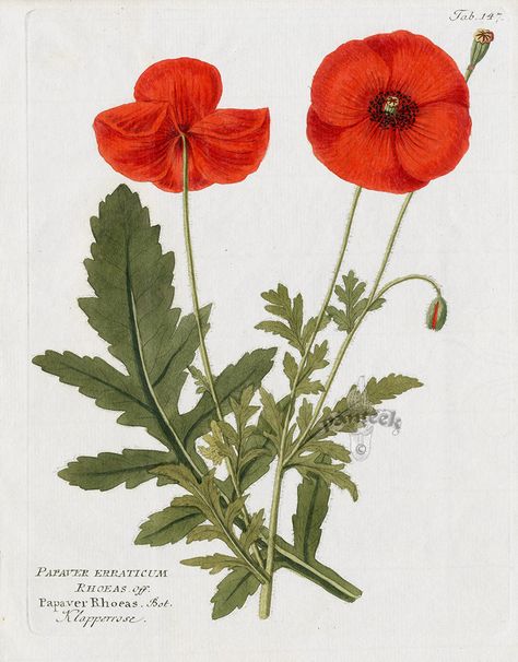 Poppy, Papaver rhoeas from Ferdinand Vietz Icones Plantarum 1800-1822 Poppy Botanical Illustration, Poppy Leaves, Poppy Flower Drawing, Papaver Rhoeas, Medieval Drawings, Poppy Drawing, Poppies Tattoo, Plants Growing, Botanical Illustration Vintage