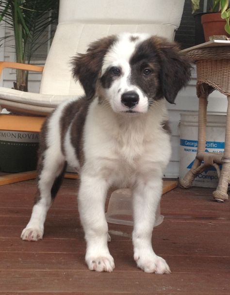 Saint Bernard / Australian Shepherd mix. Mutt Dogs Puppies, Saint Shepherd Dog, Energetic Dog Breeds, Dog Mixed Breed, Mixed Puppies, Medium Dog Breeds, Mixed Dog Breeds, Aussie Mix, Mutt Dog