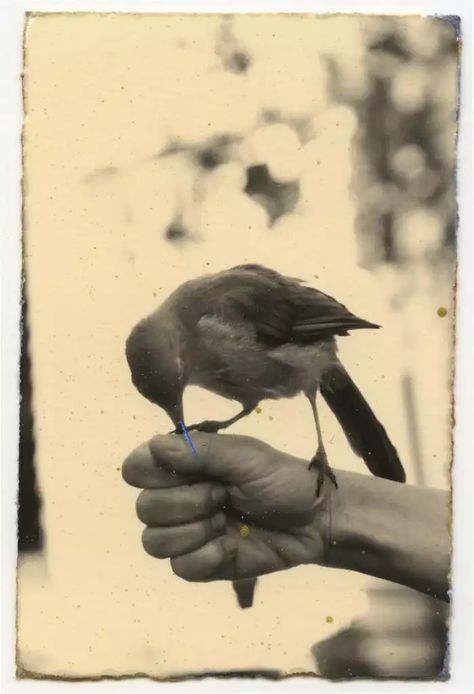 Masao Yamamoto Photographs, Yamamoto Masao, Masao Yamamoto, Vintage Animals, Robert Frank, Yamanashi, Animal Farm, Freelance Photographer, Interesting Photos