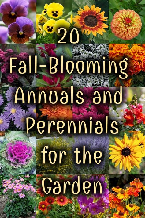 See 20 fall-blooming annuals and perennials for the garden. #fallgarden #fallflowers #fall #autumn #gardening Fall Planting Flowers Zone 7, Fall Shade Plants, Seeds For Fall Planting, Fall Blooming Plants, Small Garden Flower Bed Ideas, Fall Annuals Landscape, Fall Planting Perennials Zone 5, Zone 9 Fall Flowers, Fall Flower Planting