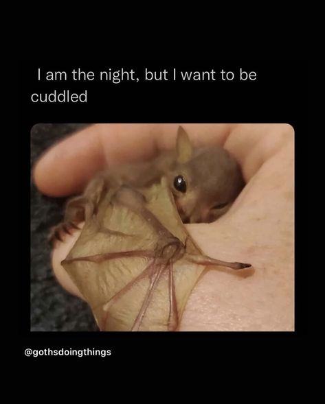 Cute Bats, Bat Animal, Baby Bats, Söt Katt, Cute Bat, Awesome Animals, 수채화 그림, Pretty Animals, Silly Animals