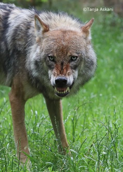 Wolf Baring Teeth, Wolf Head Front View, Wolf Front View, Wolf Side View, Wolf Growling, Canine Reference, Snarling Wolf, Dog Growling, Majestic Wolf