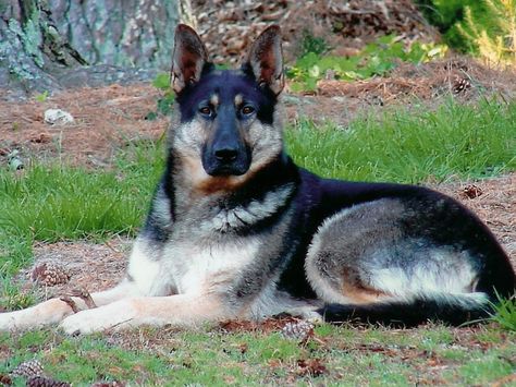 GSD Jarman Safed Dog, Blue German Shepherd Puppies, German Shepherd Wallpaper, Blue German Shepherd, Alsatian Dog, German Shepherd Pictures, White German Shepherd, Military Working Dogs, German Shepherd Puppy