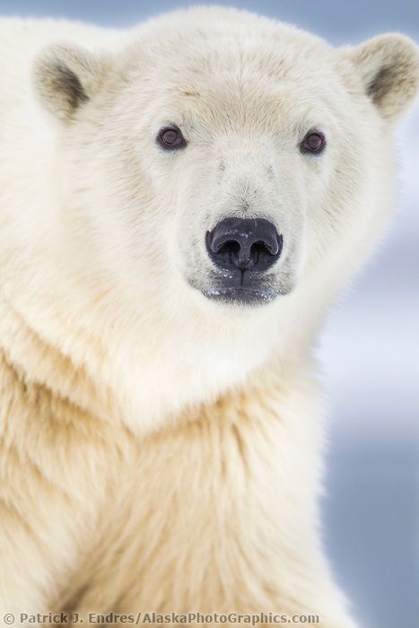 Polar bear portrait, arctic barrier island in Alaska's Beaufort Sea, Arctic National Wildlife Refuge. | AlaskaPhotoGraphics.com | Bear In Snow, Polar Bear Images, Photo Ours, Polar Bear Face, Bear Portrait, Polar Bear Art, Baby Otters, Bear Photos, Bear Illustration