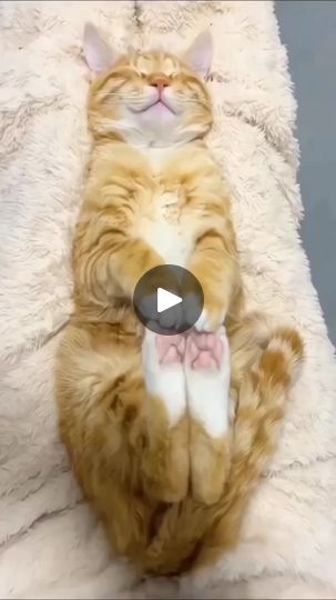 Sleeping Cat Funny, Cat Waking Up Funny, Cats Sleeping Funny, Curious Animals, Funny Sleep, Can't Sleep Memes Funny Hilarious, Sleeping Cats, Sleep Time, Pink Toes