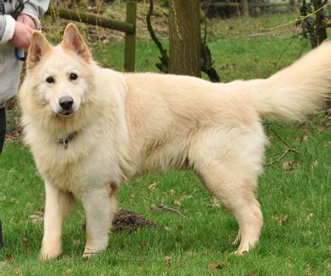 JJ white german shepherd rescue dog German Shepherd Female, German Shepherd Colors, Long Haired German Shepherd, Swiss Shepherd, Black German Shepherd Dog, White Swiss Shepherd, German Shepherd Rescue, Large Teddy Bear, White German Shepherd