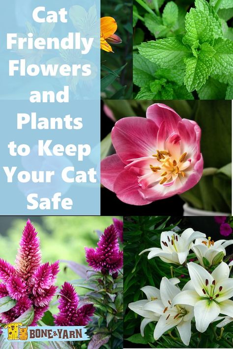 Cat Friendly Flowers and Plants Flowers That Are Safe For Cats, Cat Friendly Outdoor Plants, Safe Flowers For Cats, Pet Friendly Flowers, Cat Safe Plants Outdoor, Cat Safe Flowers, Bee Clutterbug, Cat Garden Outdoor, Cat Friendly Flowers