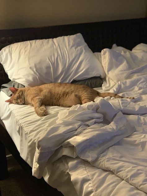 Cat In Bed Aesthetic Night, Sleepy Cats, Will Solace, Cats Aesthetic, Cotton Bedsheets, Sleepy Cat, Cat Aesthetic, Camp Half Blood, Orange Cat