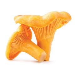 Mushroom Foraging Season Is Here - Marin Magazine Golden Chanterelle, Chanterelle Mushrooms, Italian Gourmet, Gourmet Food Store, Edible Mushrooms, Wild Harvest, Wild Edibles, Specialty Foods, Top Restaurants