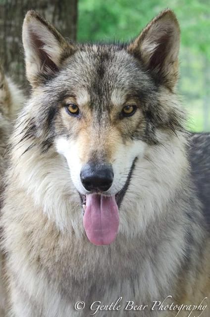 RAJAH, Mid content wolfdog, born February 14, 2013, joined Saint Francis Wolf Sanctuary in March 2015, when his original owner was being transferred to an area where wolfdog ownership is illegal. Companion to Lapua. White Wolf Pup, American Werewolf In London Wolf, Wolf Sanctuary, Leucistic Wolf, Wolf With Pups, Wolf Dogs, Wolf Pup Playing, Wolf Hybrid, Saint Francis