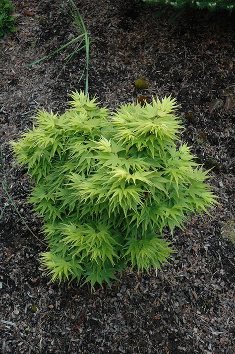 Click to view a full-size photo of Mikawa Yatsubusa Japanese Maple (Acer palmatum 'Mikawa Yatsubusa') at Weston Nurseries Mikawa Yatsubusa, Playground Flooring, Safe Playground, Soil Conditioner, Diy Playground, Chanel Women, Garden Pest Control, Full Size Photo, Women Painting