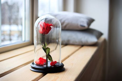 Comment faire une rose éternelle ? Glass Dome Cloche, Cloche Domes, Jamais Vu, Glass Cloche, The Bell Jar, La Rose, Glass Dome, Wooden Base, Glass Domes