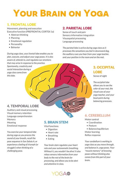 Brain Yoga, Parts Of The Brain, Yoga Teacher Resources, Yoga Education, Yoga Information, Therapeutic Yoga, Yoga Themes, Yoga Anatomy, Online Yoga Classes