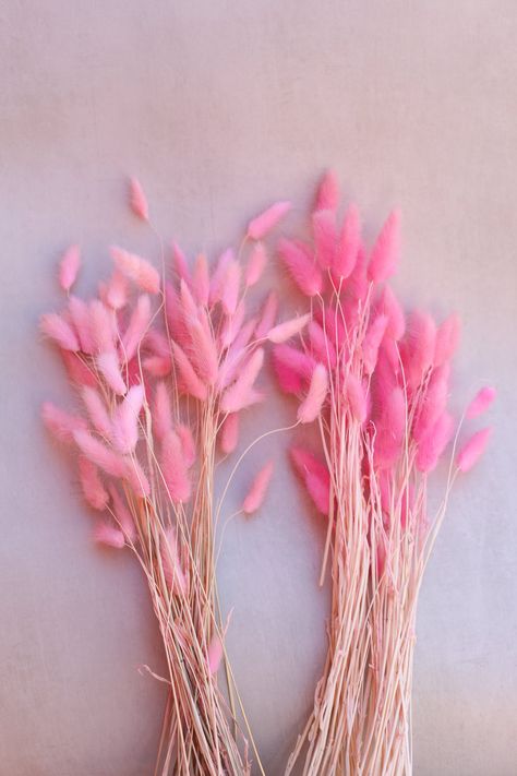 These Natural Dried Pink Bunny Tails are the perfect flower arrangement to your favorite vase or DIY flower arrangements. Large bouquet includes approximately 60 STEMS of these preserved flowers aka lagurus grass. They are perfect for your boho home or wedding decor accents. With their pink color they also make for beautiful bridal bouquets. Add them to fluffy pampas grass for the perfect flower arrangement. These dried flower bouquets ship from Orange County, Ca. Available and ready to ship in Pink Bunny Tails, Colored Pampas Grass Decor, Wedding Decor Spring, Spring Flower Decor, Diy Flower Arrangements, Pink Pampas Grass, Dried Flower Bouquets, 50 Party, Large Bouquet