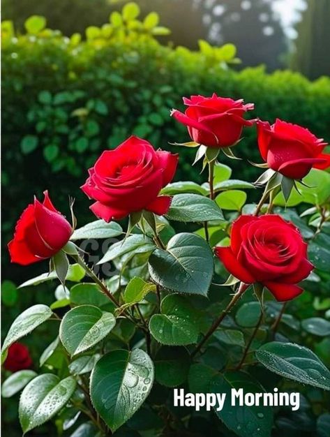 Good Morning Flowers Pictures Hd, Beautiful Good Morning Rose Images, Red Roses Images, Good Morning Rose, Kisses Quotes, Good Morning New, Good Morning Quotes Friendship, Good Morning Rose Images, Good Morning Sun