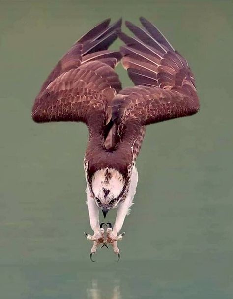 Osprey diving into the water. Spectacular! Shore Birds, Photo Animaliere, Amazing Animals, Pretty Birds, Birds Of Prey, Wild Birds, Animal Photo, Nature Animals, Ponds