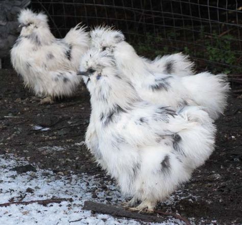 About Silkie Chickens: The Fluffy Bantam That Will Win Your Heart Paint Silkie Chicken, Splash Silkie Chicken, Silkie Coop, Chickens Breeds, Pet Chickens Breeds, Bantam Chicken Breeds, Farm Pets, Chicken Facts, Heritage Chickens