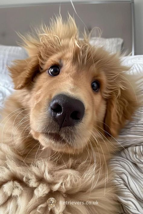 Perros Golden Retriever, Cute Dogs Images, Very Cute Puppies, Super Cute Puppies, Cute Dog Photos, Cute Animals Puppies, Very Cute Dogs, Cute Dog Pictures, Really Cute Dogs