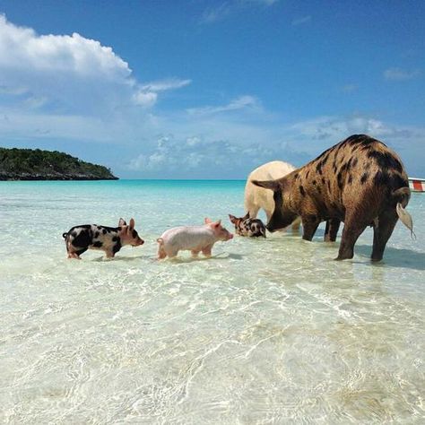 Pig Island, Pig Beach, Swimming Pigs, Vacation Pictures, Cute Pigs, Beach Fun, Phuket, Bahamas, Beautiful Creatures