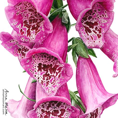 Painting the patterned centres to these stunning Foxgloves was a challenge, but oh so satisfying when I pulled it off and got the bell-like effect 🔔 Glove Reference, Sgraffito Ideas, Botany Illustration, Anna Mason, Fungi Art, Art Cafe, Watercolor Flowers Tutorial, Vintage Illustration Art, Instagram Painting