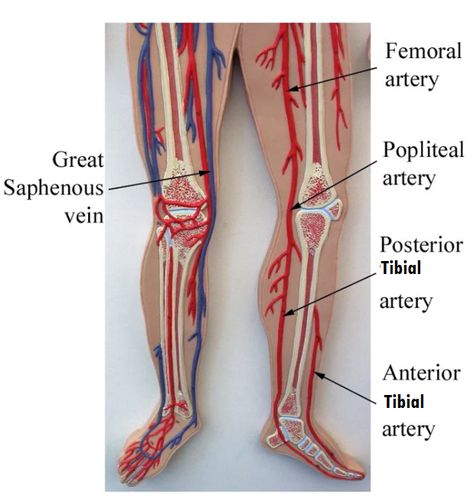 Major Systemic Arteries Blood Vessels Anatomy, Arteries Anatomy, Ultrasound Sonography, Lymph Vessels, Diagnostic Medical Sonography, Anatomy Bones, Basic Anatomy And Physiology, Arteries And Veins, Anatomy Models