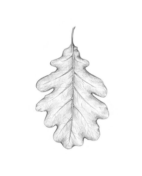 Beech Leaf Drawing, Drawing Flowers And Leaves, Oak Leaf Sketch, Oak Leaf Line Drawing, White Oak Leaf Tattoo, Leaf Crown Drawing, Leaf Texture Drawing, Leaf Sketch Pencil, Oak Leaf Drawing