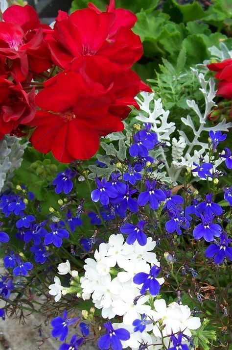 Red, White and Blue for my 3 tiered planter Patriotic Planters, America Decorations, Backyard Greenery, Commissioning Ceremony, Flowers For Garden, Red White And Blue Flowers, American Cottage, Blue Flowers Garden, Blue Flower Arrangements