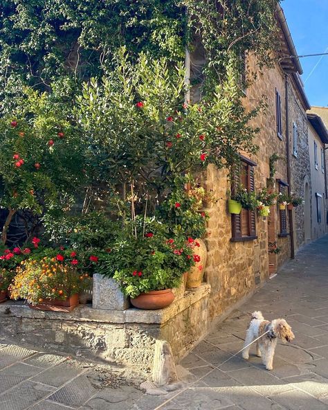 Even pups enjoy exploring Montalcino, a medieval hilltop town in Tuscany’s Val d’Orcia region 🪴 Montalcino - along with nearby Pienza and … | Instagram Montalcino Italy, Brunello Di Montalcino, Val D Orcia, Tuscany Travel, Montepulciano, European Destinations, Lake Garda, Medieval Castle, Lake Como